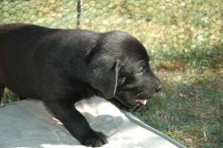 lara-welpen-2006-099.jpg