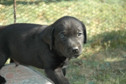 lara-welpen-2006-100.jpg