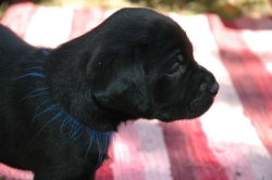 lara-welpen-2006-102.jpg