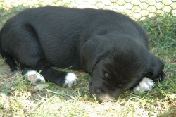 lara-welpen-2006-103.jpg