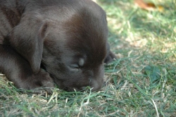 lara-welpen-2006-104.jpg