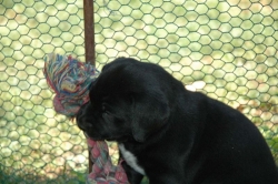 lara-welpen-2006-105.jpg