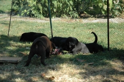 lara-welpen-2006-106.jpg