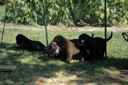 lara-welpen-2006-107.jpg