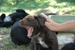 lara-welpen-2006-108.jpg