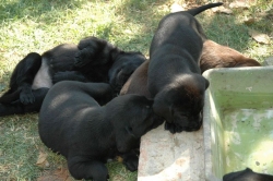 lara-welpen-2006-109.jpg