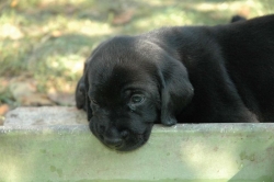 lara-welpen-2006-111.jpg