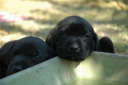 lara-welpen-2006-117.jpg