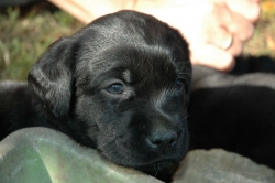 lara-welpen-2006-122.jpg