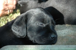 lara-welpen-2006-123.jpg