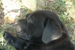 lara-welpen-2006-124.jpg