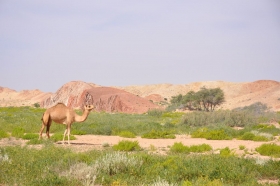 oman-2016-067