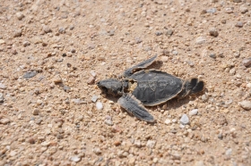 oman-2016-068
