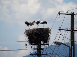 suedosteuropa-2016-043