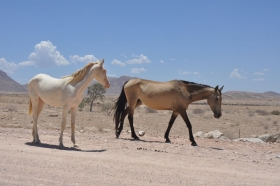 namibia-20-01-2015-03